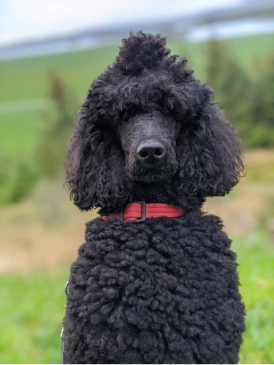 A well-groomed Poodle with a curly coat showcasing the perfect Poodle cut.