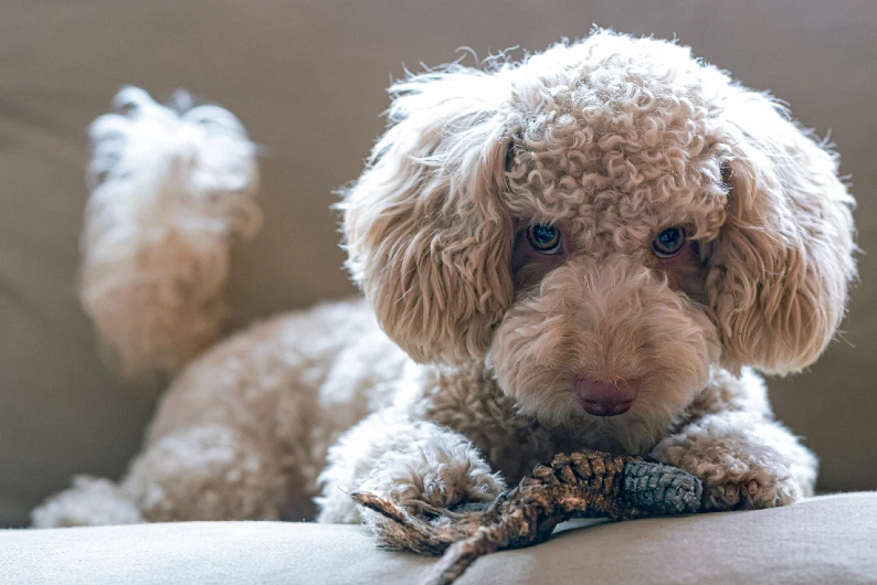 A poodle dog with the perfect poodle cut, laying on a couch with a toy.
