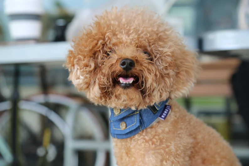 A Poodle with a stylish Teddy Bear Clip, showcasing a fluffy and cute appearance.