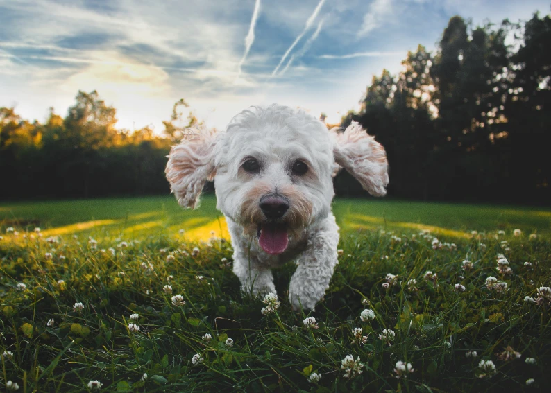 A white poodle dog running in a field at sunset, showcasing its immaculate poodle grooming.