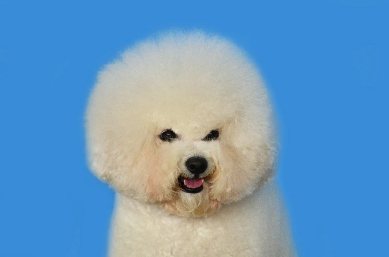 A white poodle with Poodle hair problems sitting on a blue background.