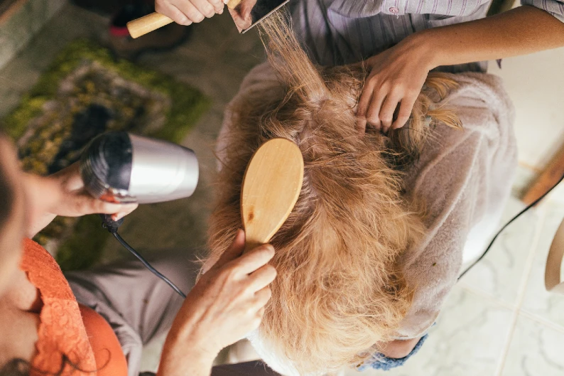 A brown poodle is getting her hair done with poodle grooming supplies in a salon.