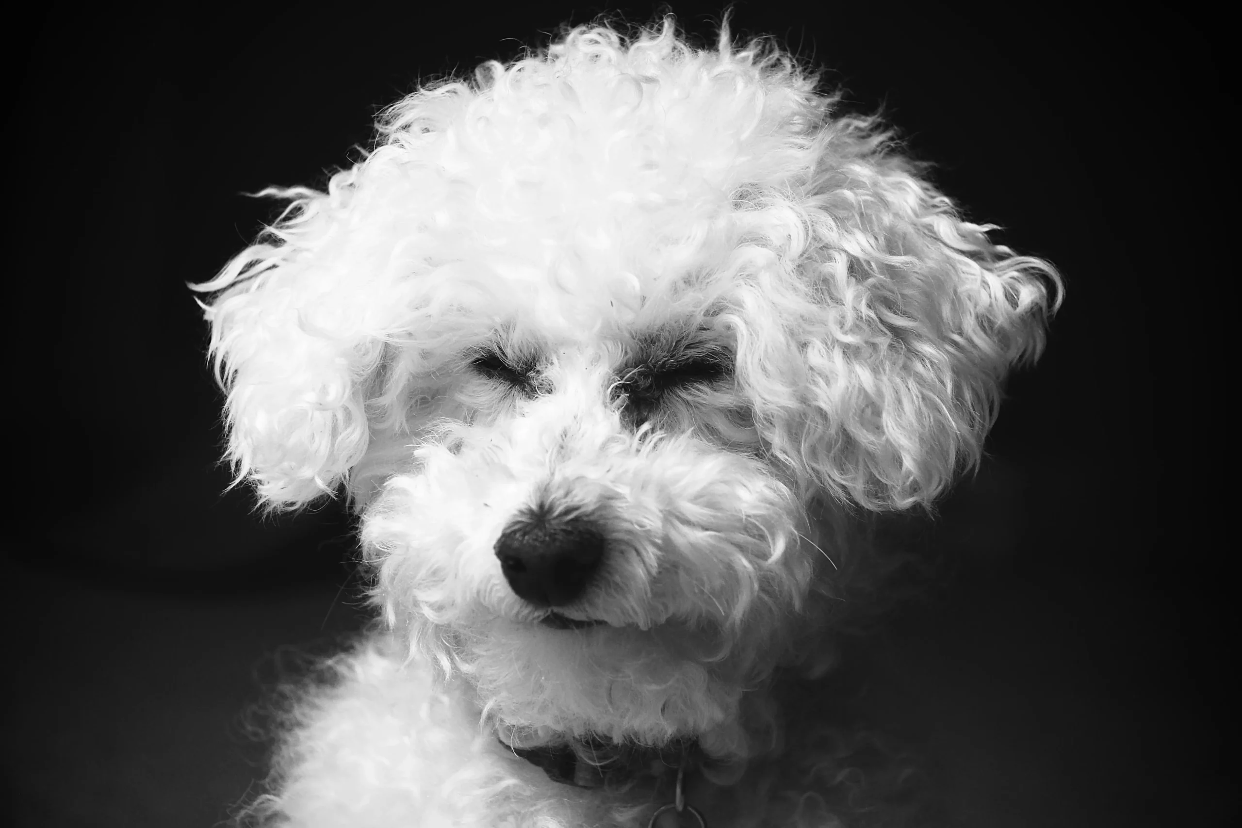 A black and white photo of a white poodle.