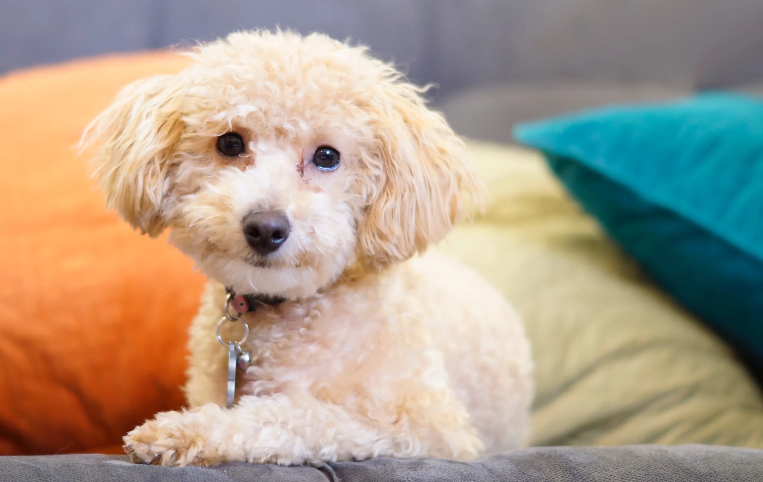 A small poodle sitting on a couch with colorful pillows, showcasing its well-groomed appearance.