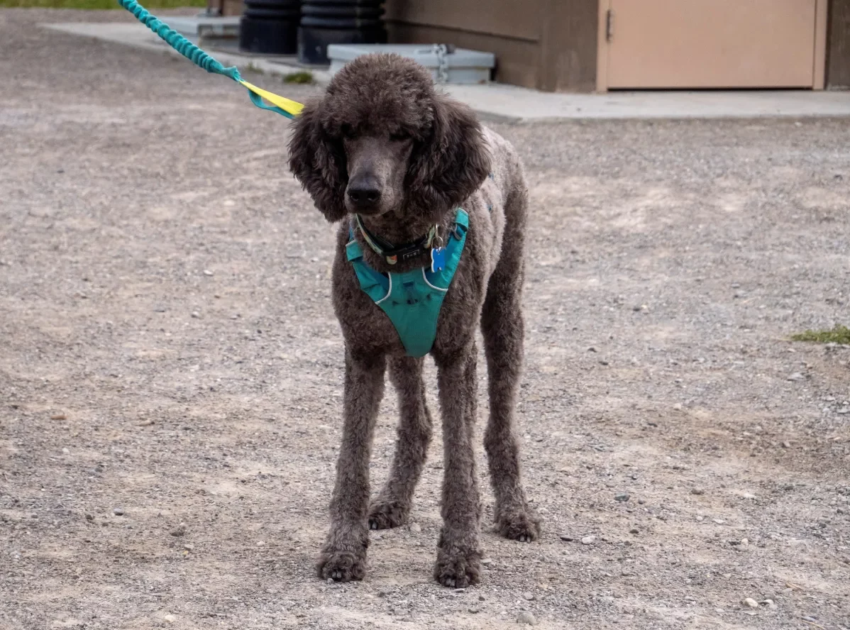 A poodle with a stylish topknot on a leash.