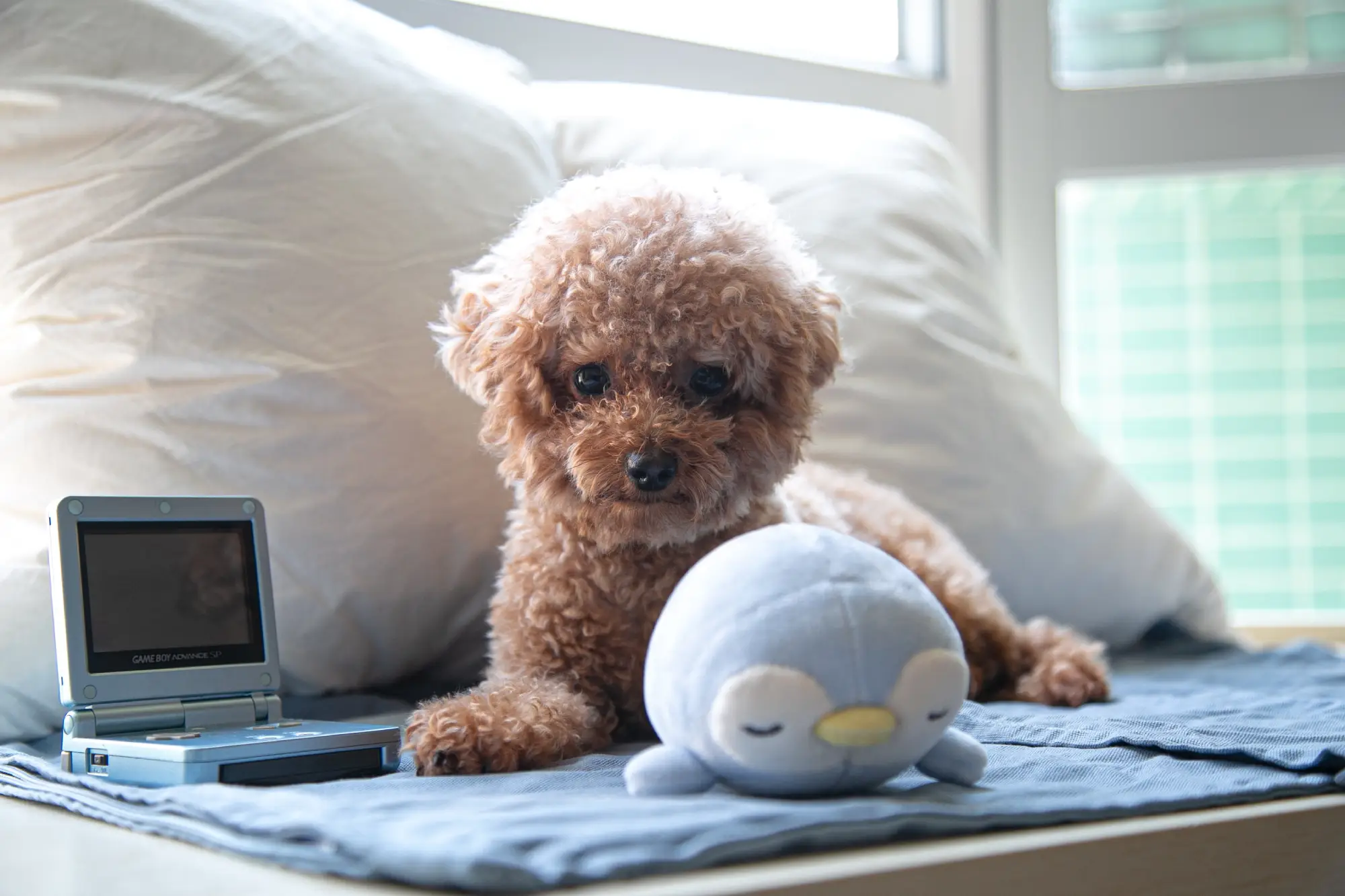 A brown poodle laying on a pillow next to a toy.
