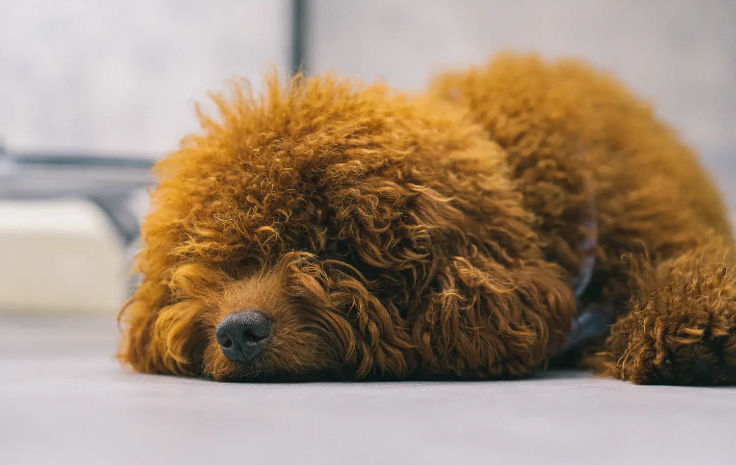 A brown poodle with a well-groomed face and feet, laying on the floor.