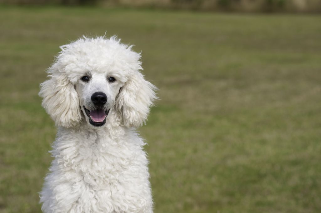 A white poodle grooming on a field.
